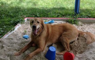 Canine sitting in a cool sandbox