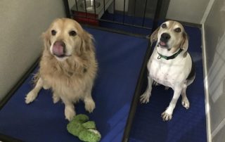 Two excited kennel pets
